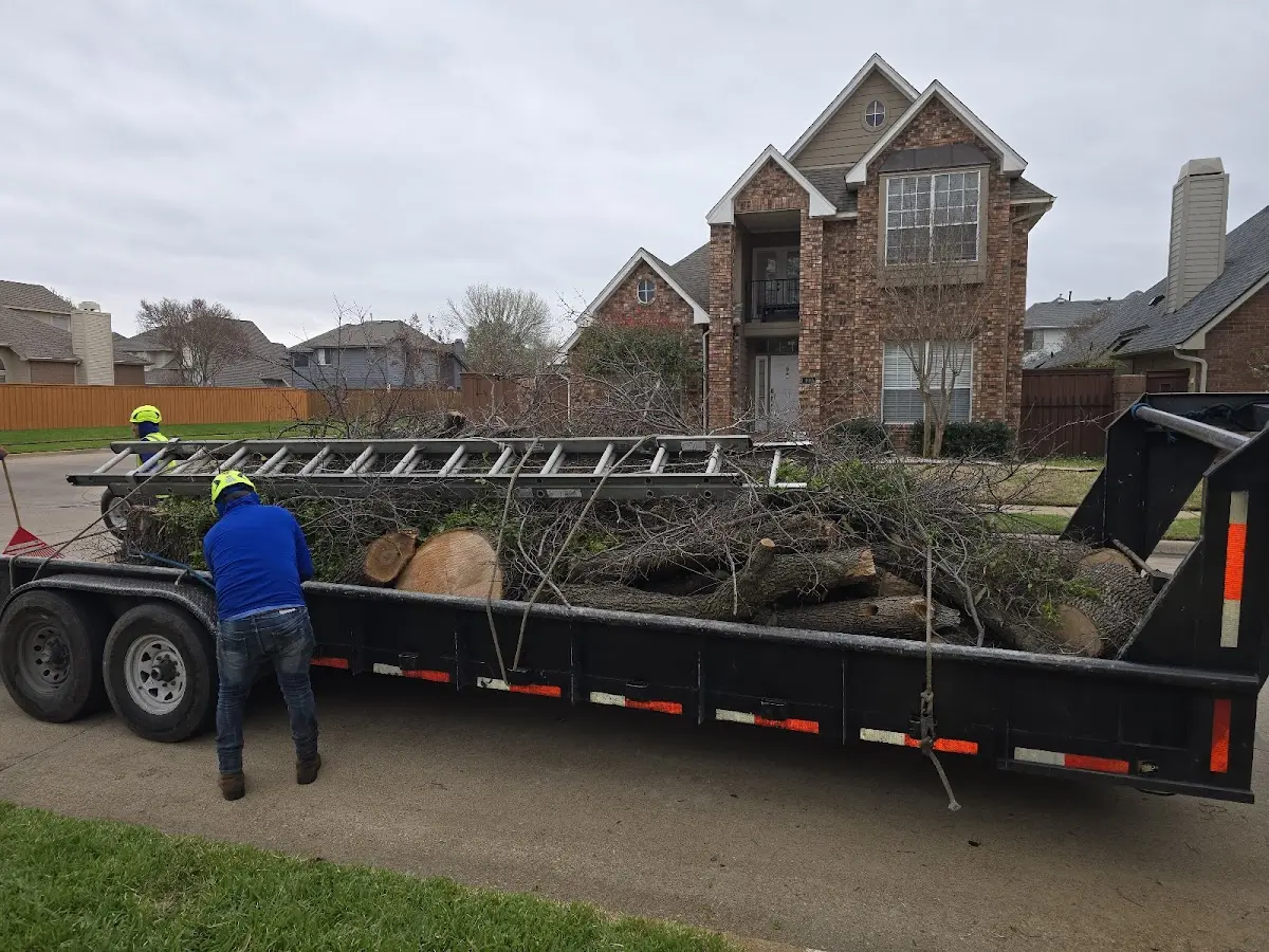 Expert Tree Fertilization with proper safety equipment in Sterling